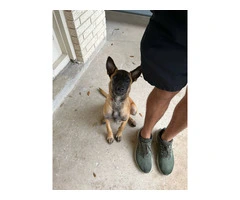 3 months old Malinois pup - 4