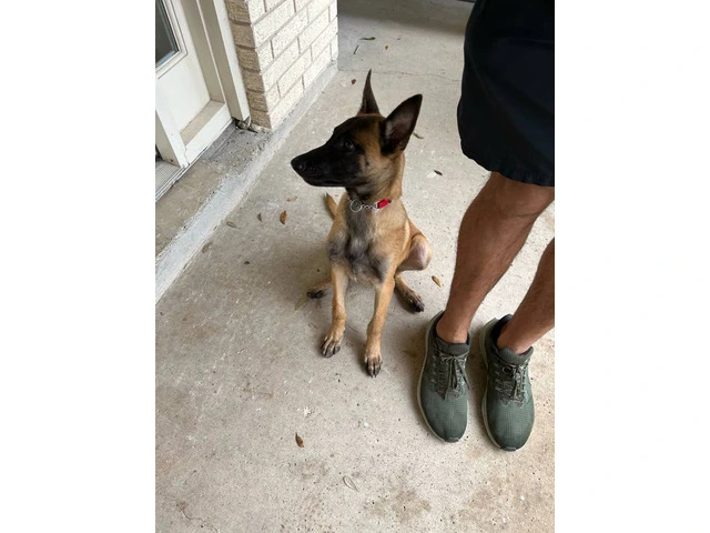 3 months old Malinois pup - 5/7