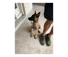 3 months old Malinois pup - 5