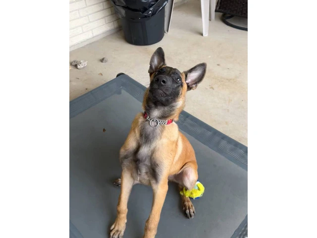 3 months old Malinois pup - 6/7