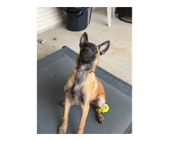 3 months old Malinois pup - 6