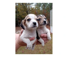 Purebred Beagles