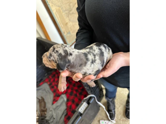 7 Catahoula Leopard puppies available - 1/14