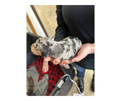 7 Catahoula Leopard puppies available