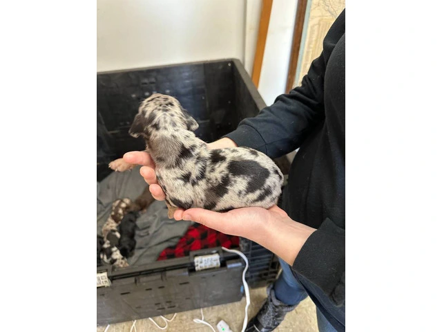 7 Catahoula Leopard puppies available - 2/14