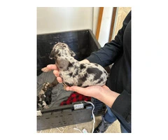 7 Catahoula Leopard puppies available - 2