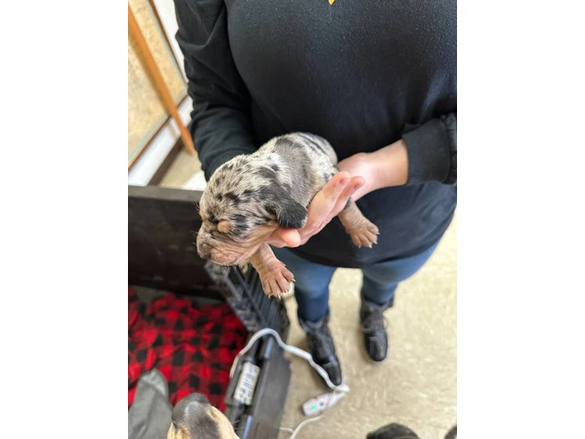 7 Catahoula Leopard puppies available - 3/14