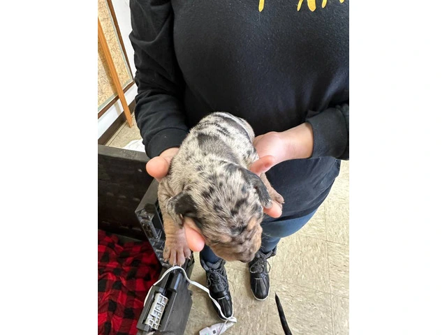 7 Catahoula Leopard puppies available - 4/14