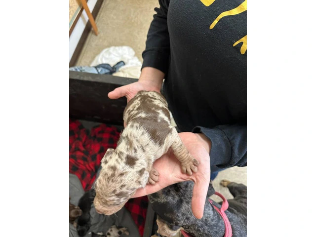 7 Catahoula Leopard puppies available - 5/14