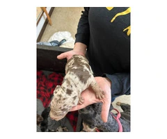 7 Catahoula Leopard puppies available - 5