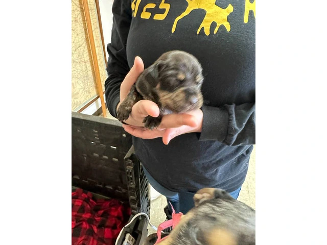 7 Catahoula Leopard puppies available - 7/14