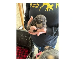 7 Catahoula Leopard puppies available - 7
