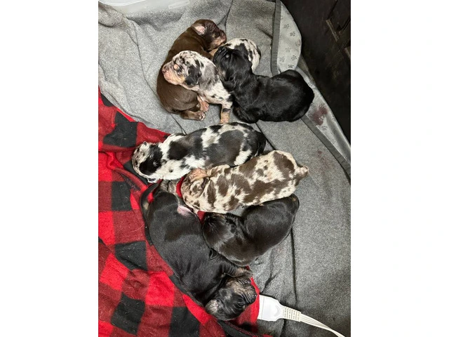 7 Catahoula Leopard puppies available - 14/14