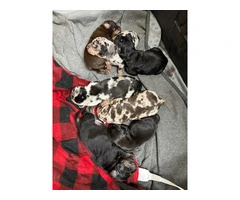 7 Catahoula Leopard puppies available - 14