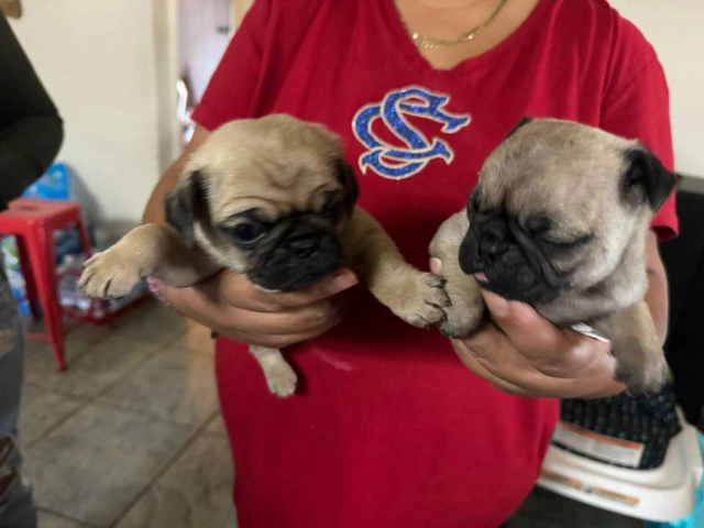 Fawn pug puppies available - 1/3