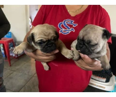 Fawn pug puppies available