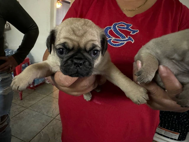 Fawn pug puppies available - 2/3
