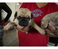 Fawn pug puppies available - 2