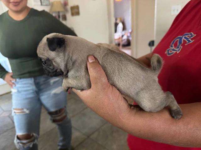 Fawn pug puppies available - 3/3
