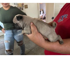 Fawn pug puppies available - 3