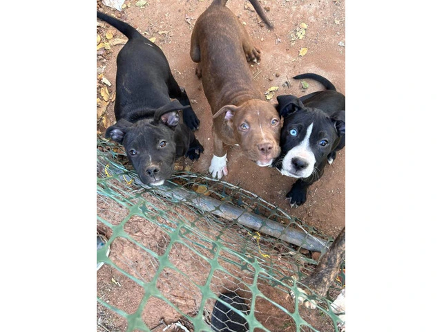 Big and beautiful pit bull puppies - 1/4