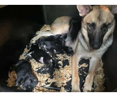 8 Purebred German Shepherd puppies