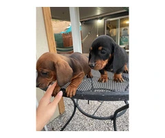 Black and Brown Purebred Dachshund puppies