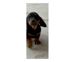 Black and Brown Purebred Dachshund puppies - 2