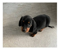 Black and Brown Purebred Dachshund puppies - 3
