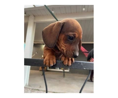 Black and Brown Purebred Dachshund puppies - 4