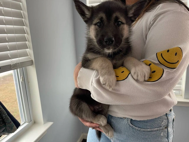 5 Shepsky puppies for adoption - 2/5