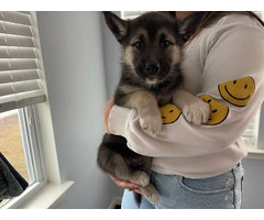 5 Shepsky puppies for adoption - 2