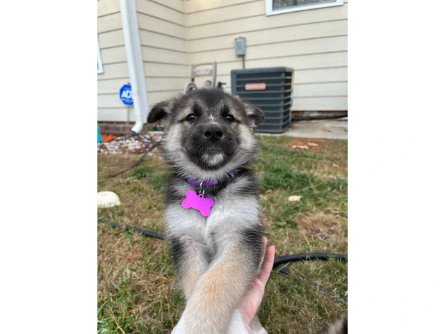 5 Shepsky puppies for adoption - 3/5