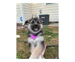 5 Shepsky puppies for adoption - 3