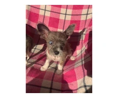 Cute Boston Chihuahua puppy - 1