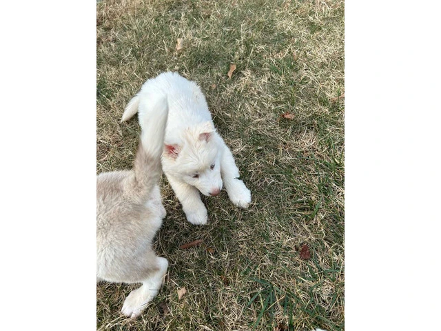 Husky puppies need a loving home - 4/6