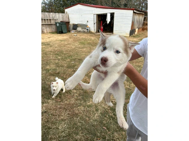 Husky puppies need a loving home - 6/6