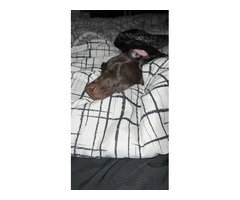 AKC German Shorthaired - 2