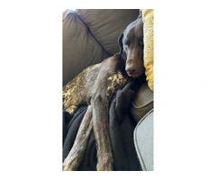 AKC German Shorthaired - 3