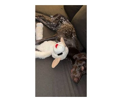 AKC German Shorthaired - 4