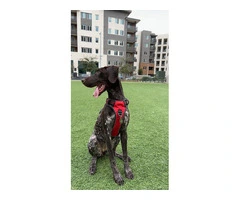 AKC German Shorthaired - 5