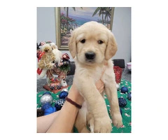 2 AKC Golden Retriever Puppies for sale
