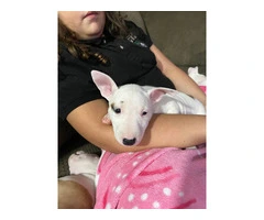 3 male Bull Terrier puppies for sale