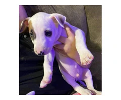 3 male Bull Terrier puppies for sale - 2