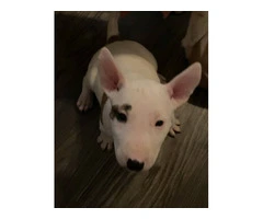 3 male Bull Terrier puppies for sale - 3