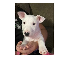 3 male Bull Terrier puppies for sale - 4