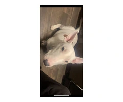 3 male Bull Terrier puppies for sale - 5