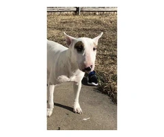 3 male Bull Terrier puppies for sale - 6