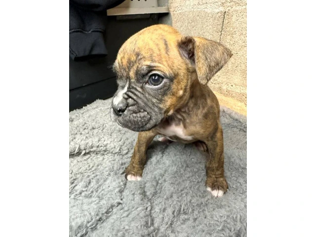 Purebred brindle boxers for sale - 1/19