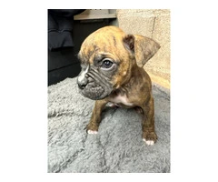 Purebred brindle boxers for sale